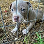 animal, blue_eyes, brown, cage, canine, closeup, curious, dog, earth, fence, grass, leaves, nature, outdoor, paw, pet, puppy, snout, wire, young