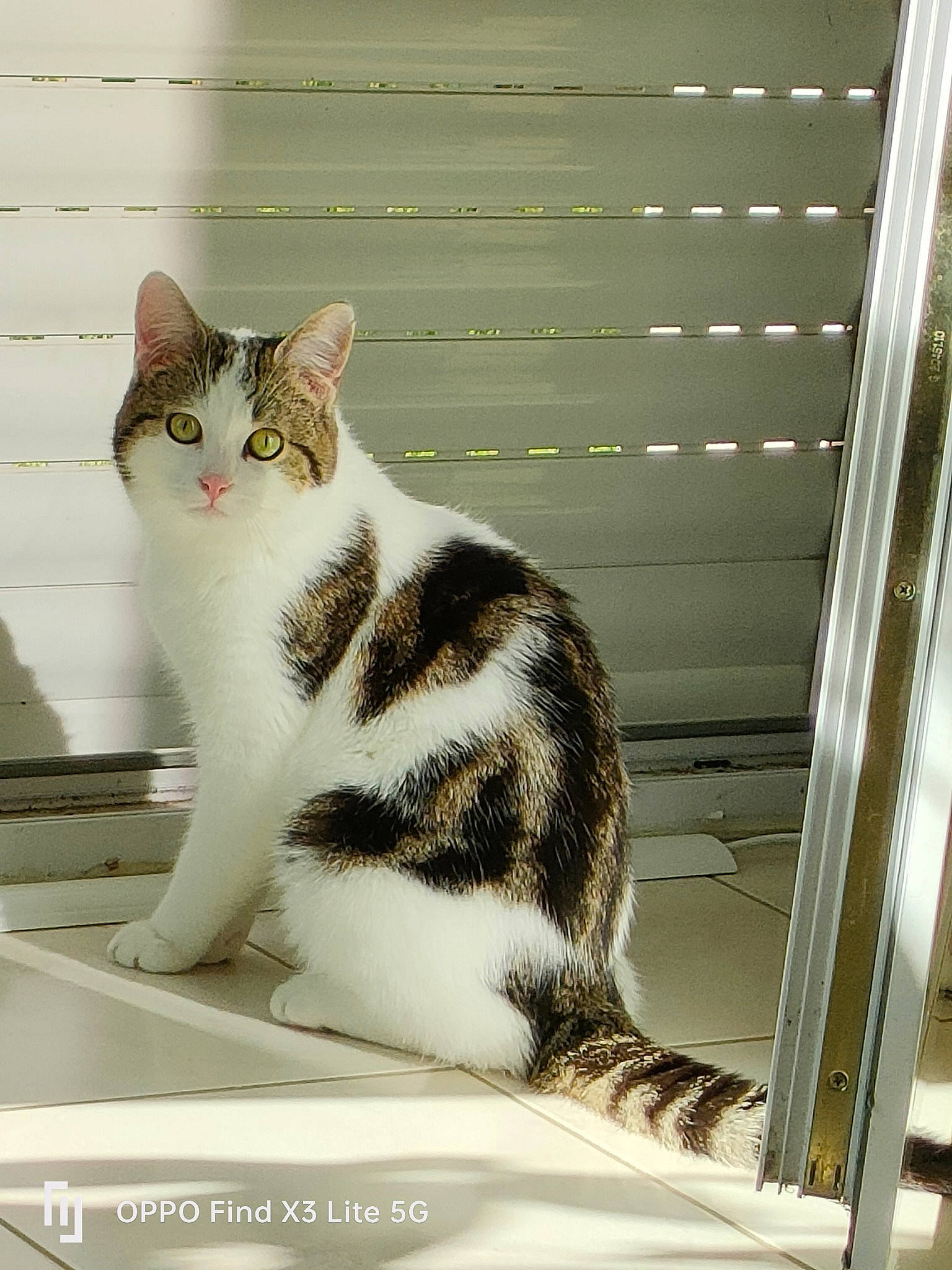 Nougat a rejoint le concours — aidez-le/la à gagner de superbes lots ! carnivore, cat, domestic_short_haired_cat, felidae, fur, metal, paw, rectangle, sitting, small_to_medium_sized_cats, snout, tail, whiskers, wood