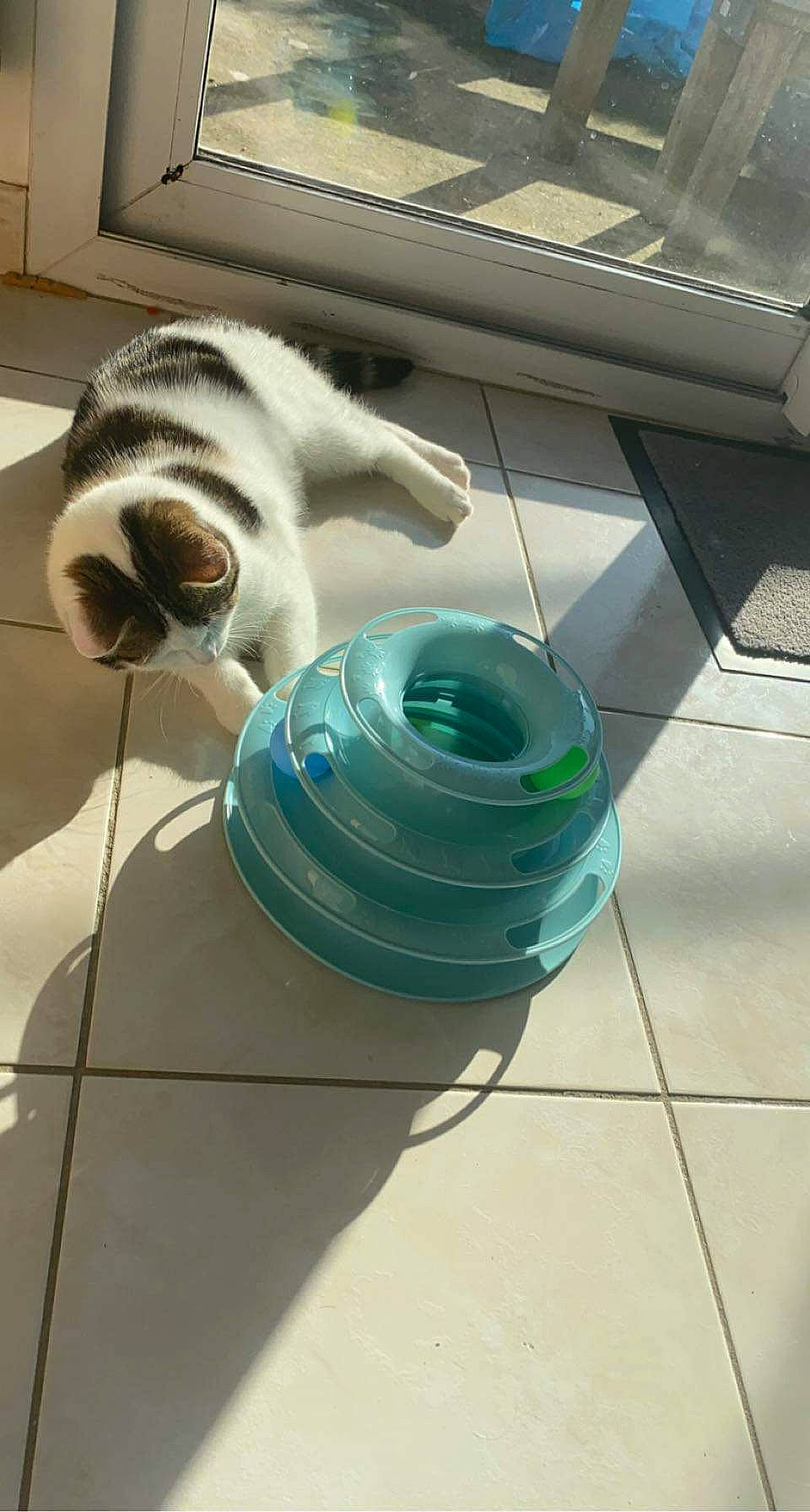 Nougat a rejoint le concours — aidez-le/la à gagner de superbes lots ! automotive_tire, carnivore, cat, domestic_short_haired_cat, felidae, floor, flooring, fur, gas, metal, pet_supply, small_to_medium_sized_cats, tail, tile, tile_flooring, tire, water, whiskers, wire, wood