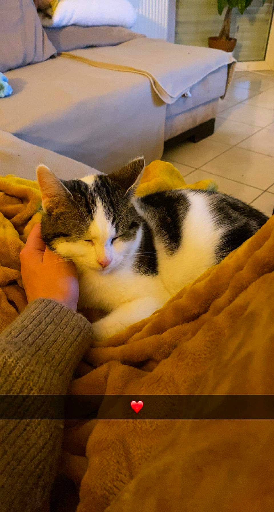 Nougat participe au concours pour gagner de l'argent avec cette photo : carnivore, cat, comfort, domestic_short_haired_cat, felidae, flooring, fur, hardwood, human_leg, lap, linens, nap, publication, room, small_to_medium_sized_cats, tail, textile, whiskers, wood, yellow