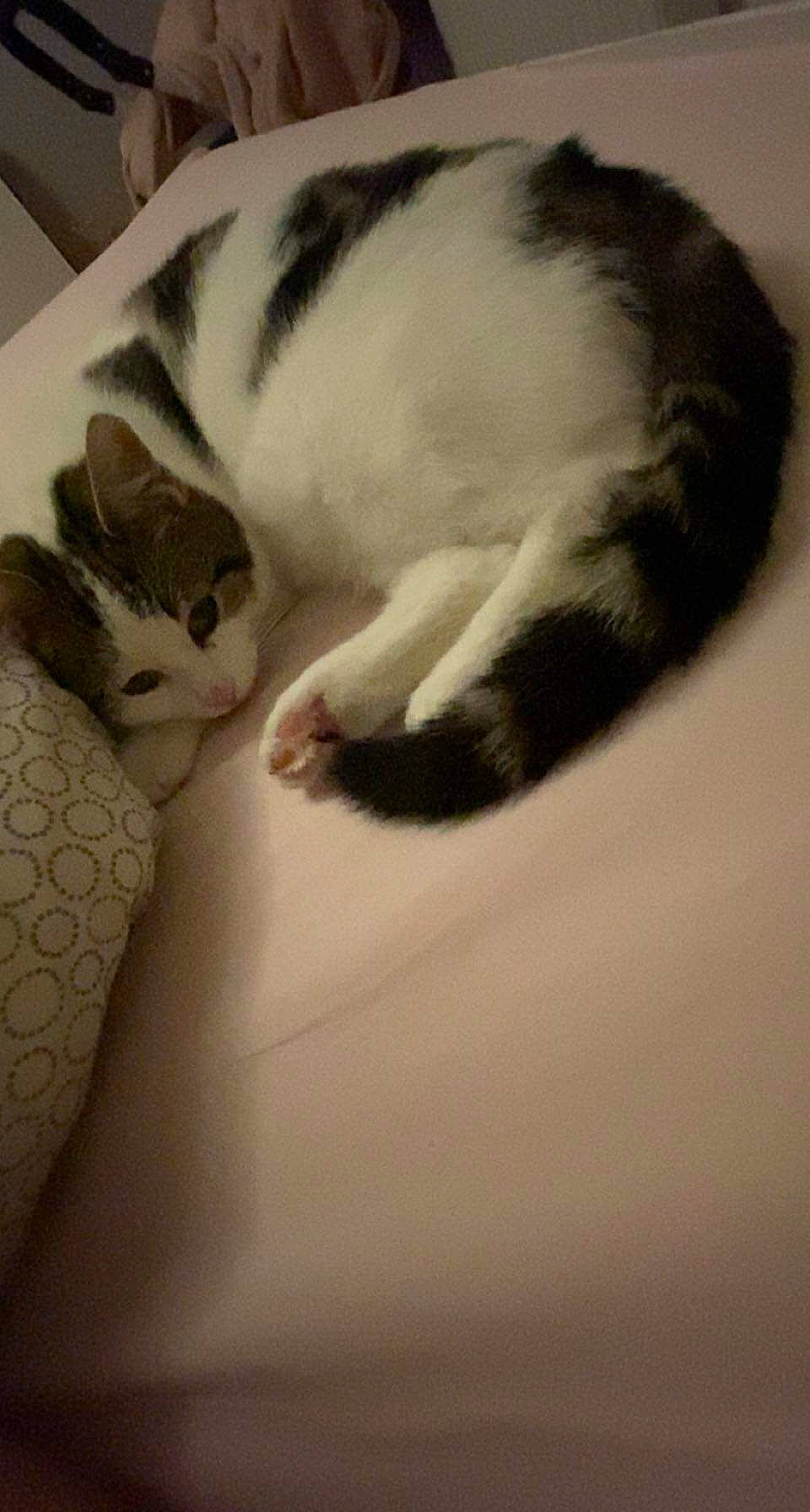 Nougat participe au concours pour gagner de l'argent avec cette photo : carnivore, cat, claw, cloud, comfort, domestic_short_haired_cat, felidae, fur, leg, linens, mammal, monochrome, monochrome_photography, nap, paw, small_to_medium_sized_cats, snout, tail, textile, whiskers