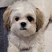 Sophia is registered to the contest to win money with this photo: dog, small_dog, fluffy, white_fur, brown_fur, pet, animal, cute, lying_down, indoors, carpet, floor, portrait, looking_at_camera, close_up, fur, friendly, domestic_animal, companion, face