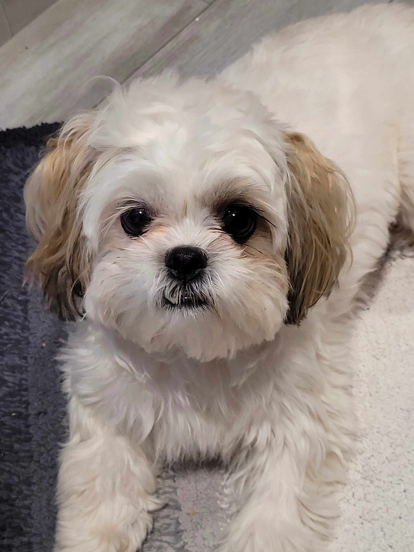 Sophia is registered to the contest to win money with this photo: dog, small_dog, fluffy, white_fur, brown_fur, pet, animal, cute, lying_down, indoors, carpet, floor, portrait, looking_at_camera, close_up, fur, friendly, domestic_animal, companion, face