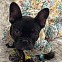 Rosie joined the competition — help win amazing prizes! dog, french_bulldog, pet, animal, black_dog, floral_dress, toy, rope_toy, cute, indoor, close_up, portrait, fur, ears, bed, texture, looking_up, playful, colorful, soft_surface