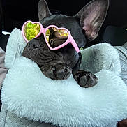 Rosie is registered to the contest to win money with this photo: dog, french_bulldog, sunglasses, pink, heart_shaped, blanket, white, paw, car_interior, reflection, greenery, pet, cute, cozy, relaxed, animal, portrait, closeup, fur, accessory