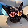 dog, black_dog, sunglasses, heart_shaped, pet, cool, relaxed, leather, seat, sunlight, reflection, outdoor, animal, close_up, portrait, accessory, cute, resting, summer, fashion