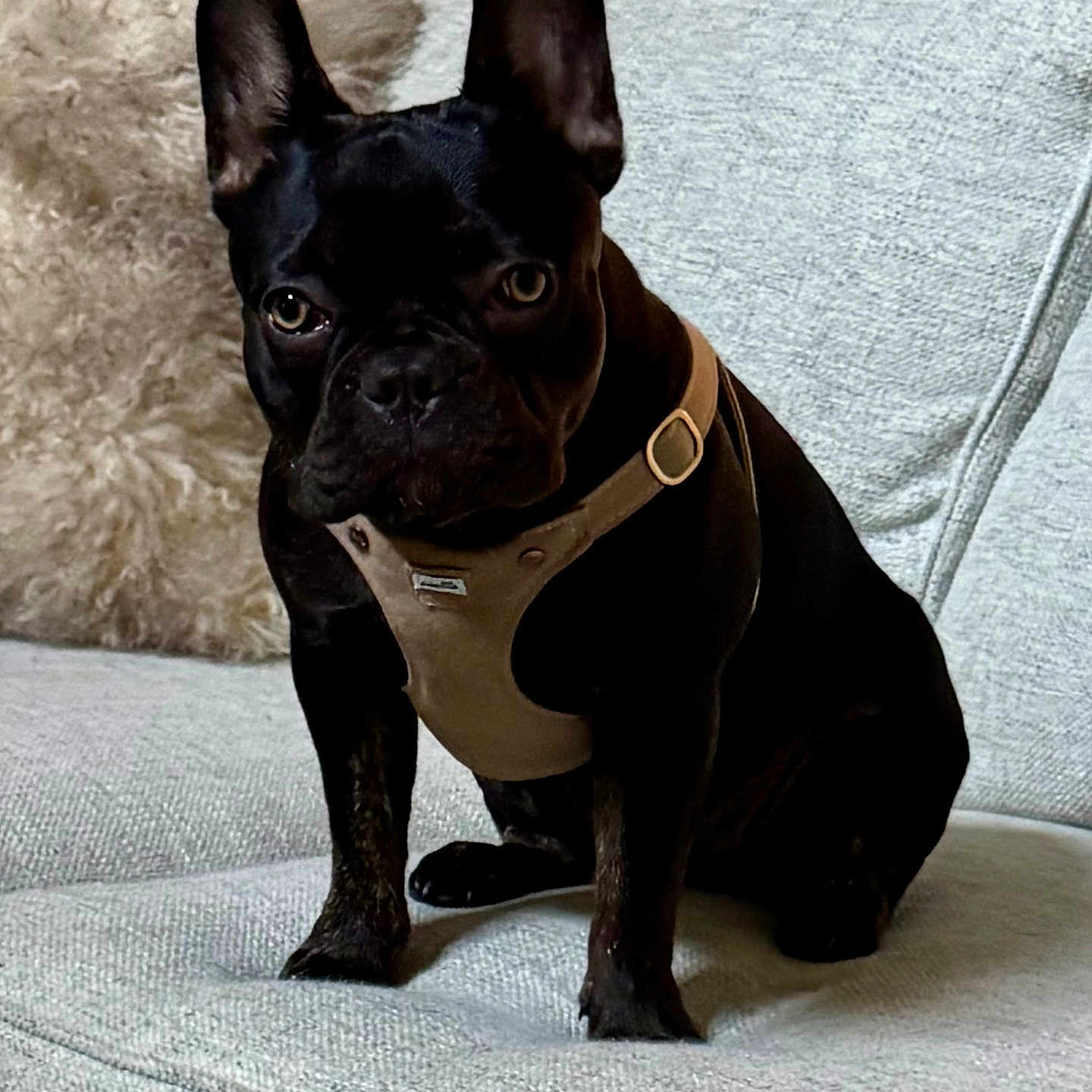 Rosie joined the competition — help win amazing prizes! animal, black_dog, canine, companion, couch, cute, dog, domestic_animal, ears, expression, face, french_bulldog, fur, furniture, harness, home, indoor, pet, pillow, sitting