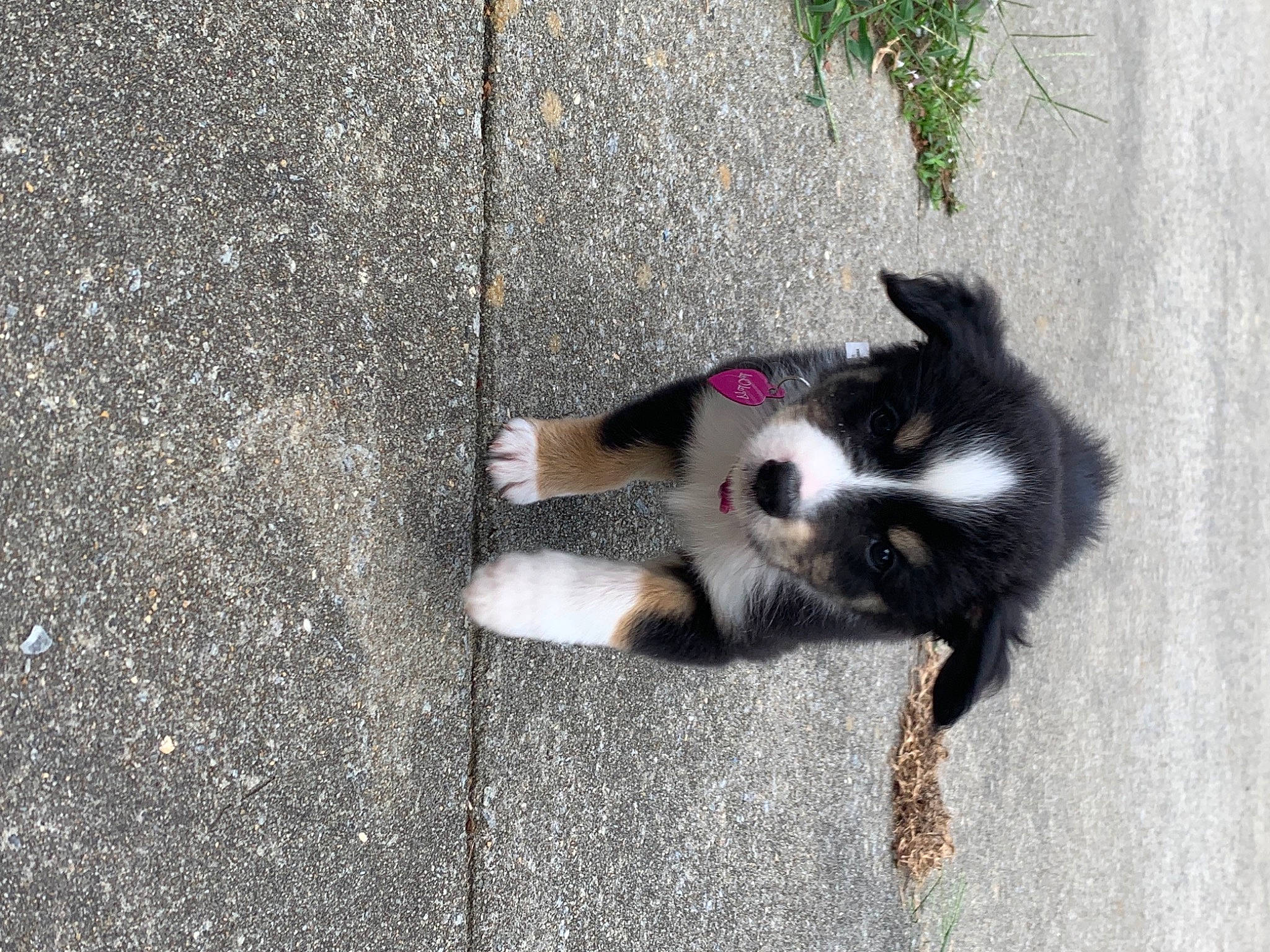 Lola is registered to the contest to win money with this photo: art, asphalt, canidae, carnivore, companion_dog, concrete, dog, dog_breed, fawn, felidae, fur, paw, plant, road_surface, small_to_medium_sized_cats, snout, sporting_group, tail, tar, whiskers