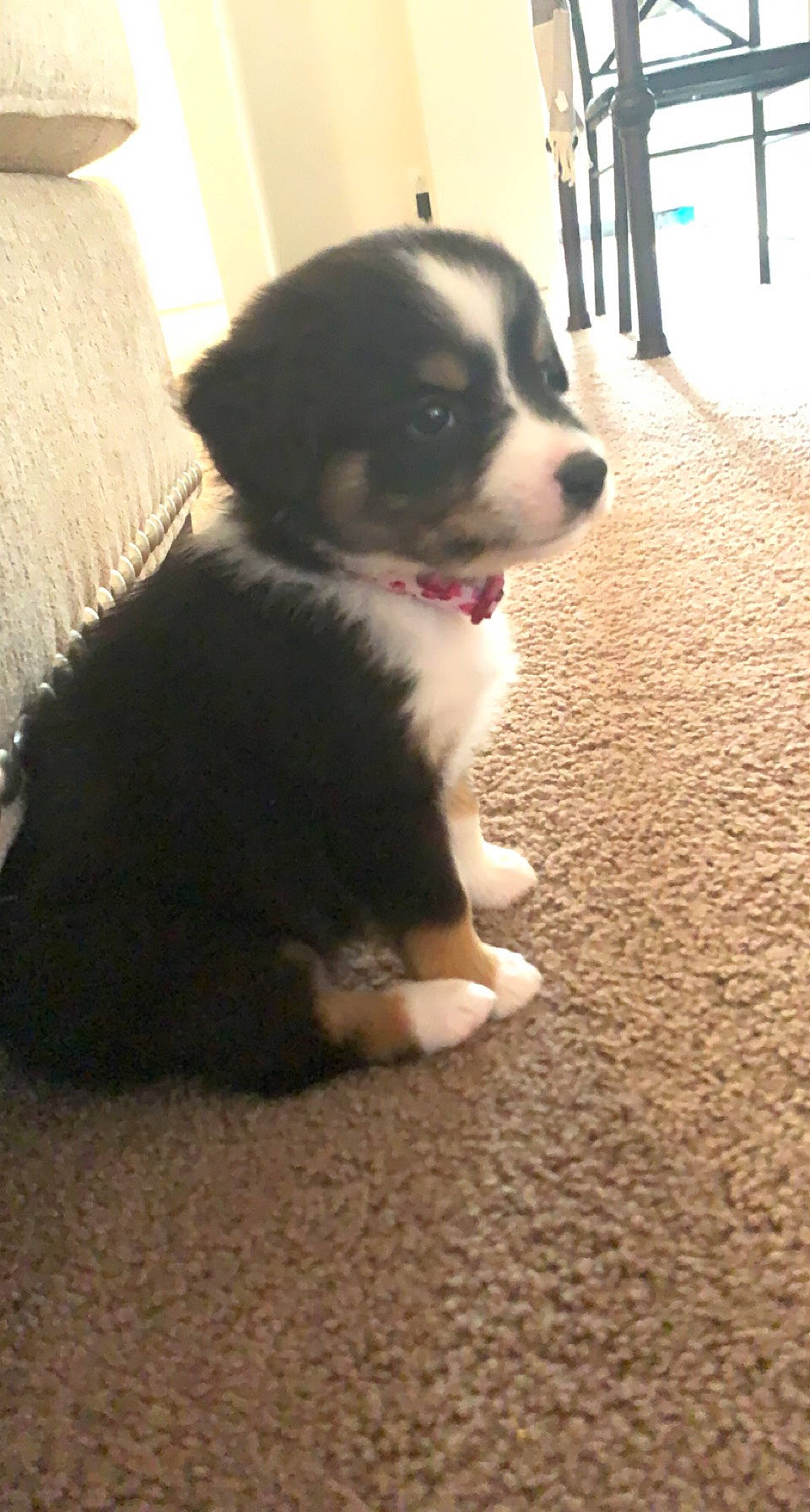 Lola joined the competition — help win amazing prizes! ball, border_collie, bored, canidae, carnivore, companion_dog, dog, dog_breed, door, flooring, fur, hardwood, herding_dog, snout, sporting_group, terrestrial_animal, whiskers, wood, working_animal, working_dog