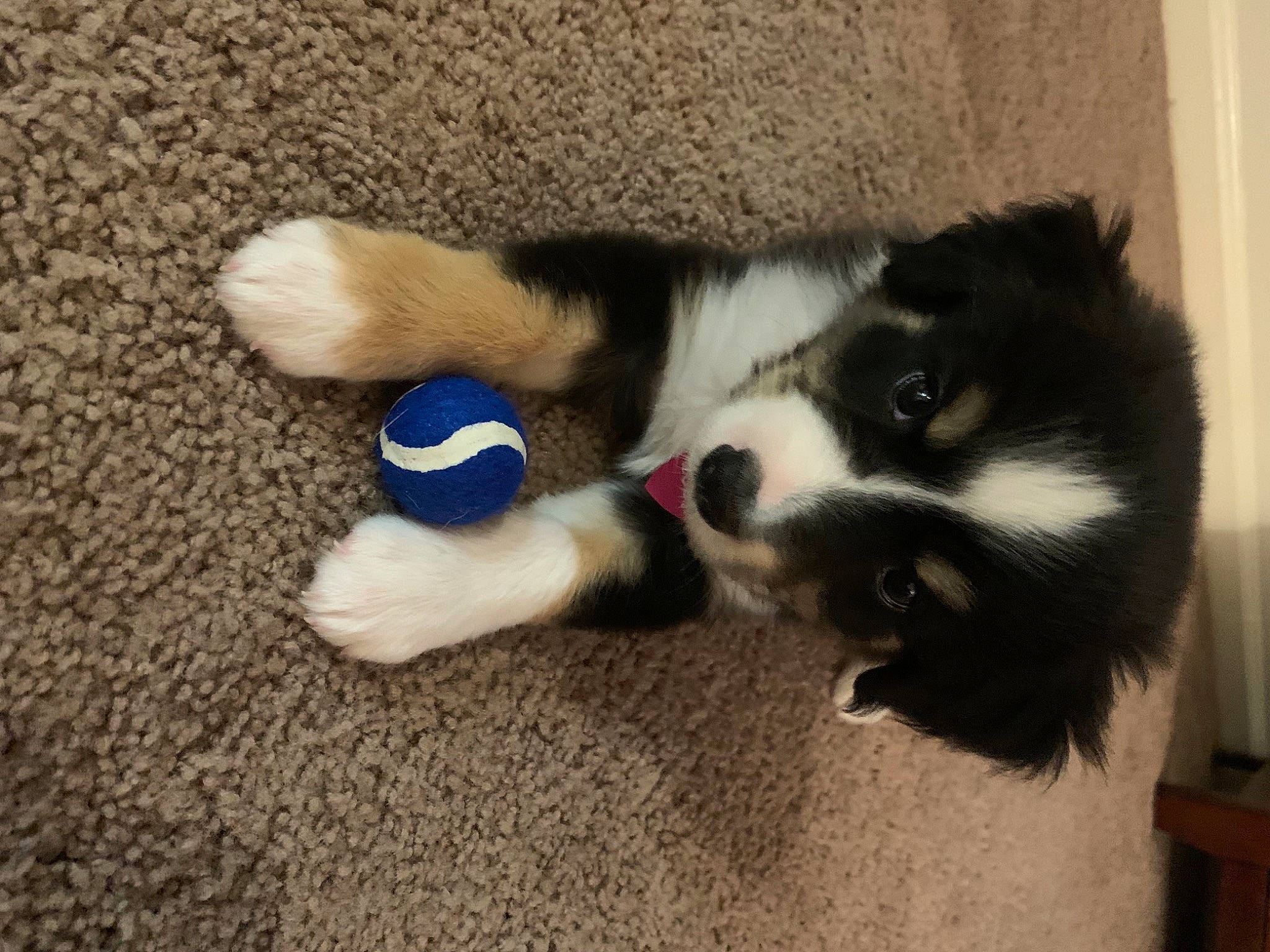 Lola is registered to the contest to win money with this photo: canidae, carnivore, companion_dog, dog, dog_breed, fur, herding_dog, non_sporting_group, paw, snout, sporting_group, tail, terrestrial_animal, whiskers, working_animal, working_dog