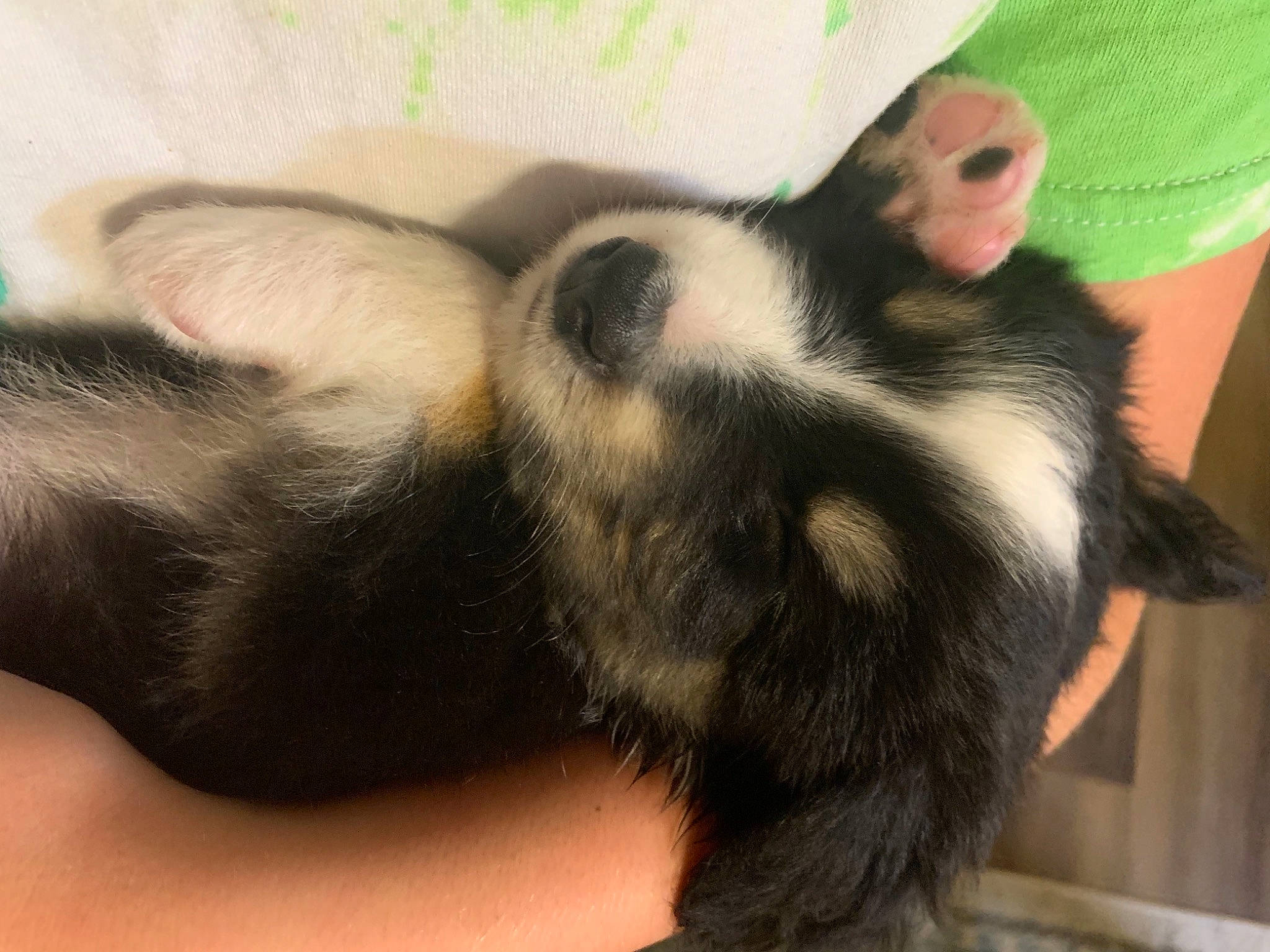 Lola is registered to the contest to win money with this photo: canidae, carnivore, claw, comfort, companion_dog, dog, dog_breed, ear, felidae, foot, fur, nap, paw, puppy, sporting_group, tail, terrestrial_animal, toe, whiskers