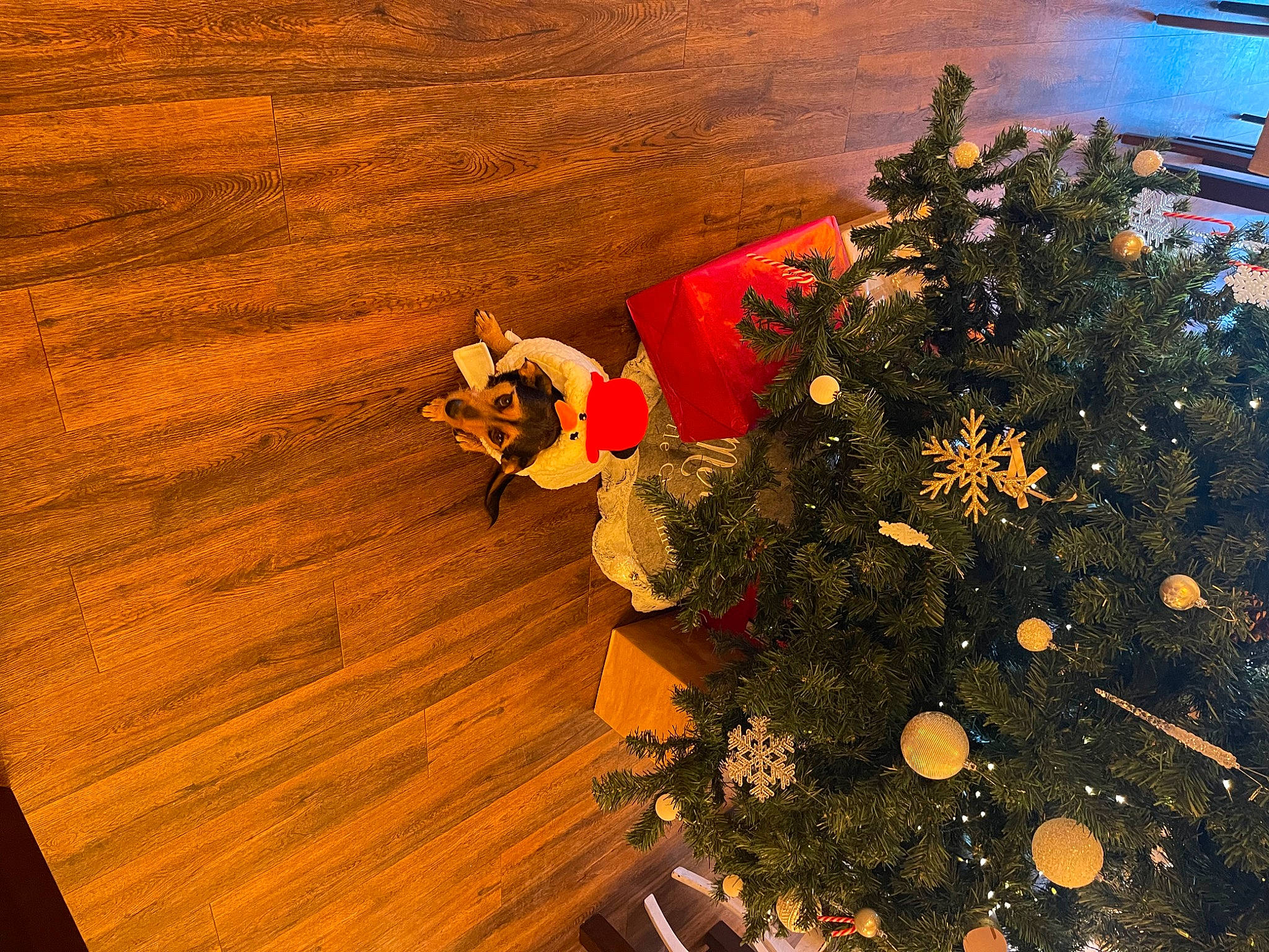 Lizzy joined the competition — help win amazing prizes! christmas, christmas_decoration, christmas_eve, christmas_ornament, christmas_tree, conifer, event, evergreen, flooring, hardwood, holiday, holiday_ornament, landscape, ornament, tints_and_shades, tree, varnish, water, wood, wood_stain