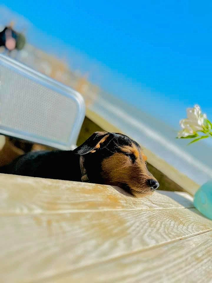 Lizzy is registered to the contest to win money with this photo: carnivore, cloud, comfort, companion_dog, dog, dog_breed, eyewear, fawn, flower, grass, horizon, landscape, leisure, ocean, sand, sky, sunglasses, travel, wing, wood