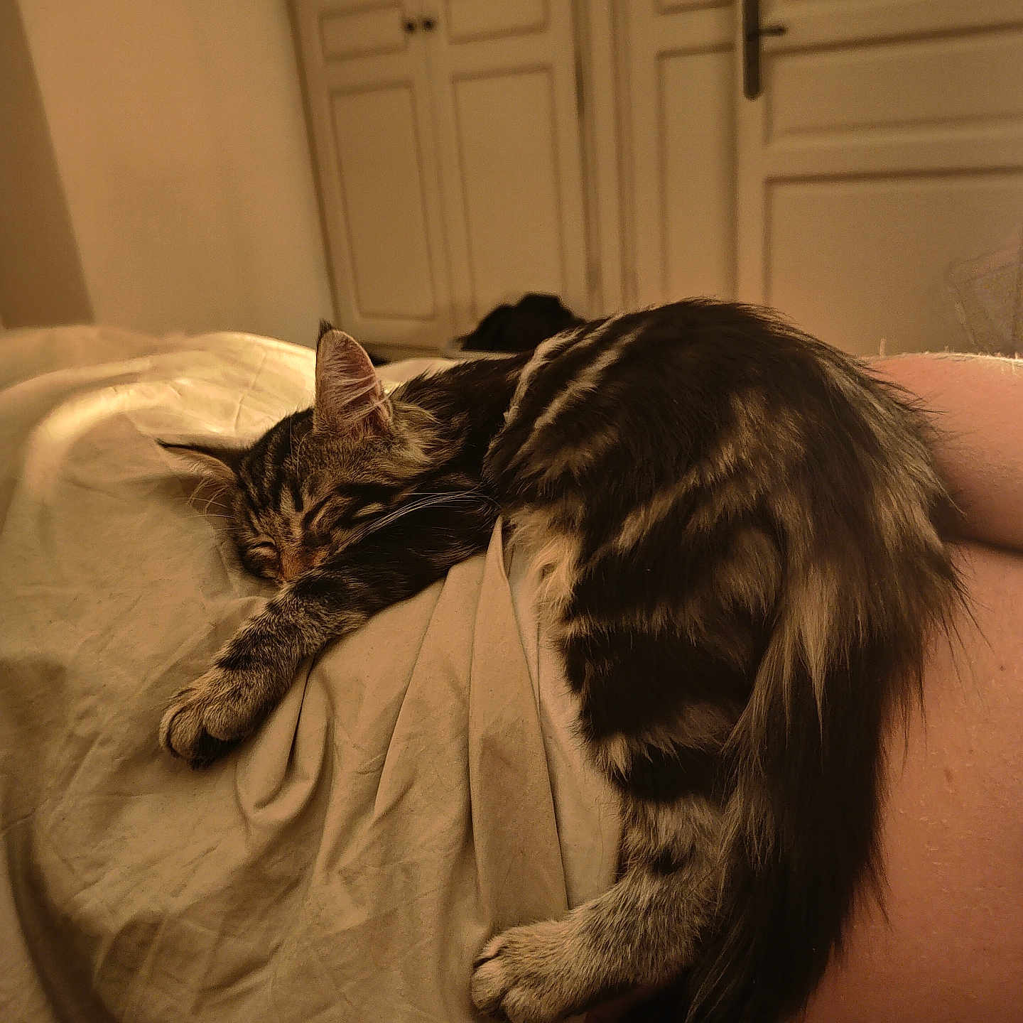 Liléath a rejoint le concours — aidez-le/la à gagner de superbes lots ! abyssinian, animal, armchair, back, blanket, cat, chair, closet, couch, cupboard, furniture, hardwood, indoors, kitten, manx, person, pet, plywood, sleeping, wood