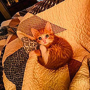 Nimbus is registered to the contest to win money with this photo: kitten, cat, orange_cat, quilt, blanket, bed, indoor, pet, cute, fur, animal, young_cat, resting, cozy, patterned, curious, small, domestic_cat, feline, sleeping_area