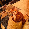 kitten, cat, orange_cat, quilt, blanket, bed, indoor, pet, cute, fur, animal, young_cat, resting, cozy, patterned, curious, small, domestic_cat, feline, sleeping_area