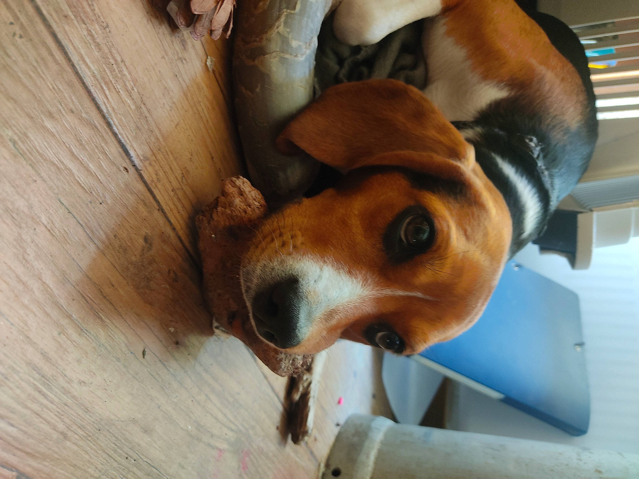 Pixie participe au concours pour gagner de l'argent avec cette photo : canidae, carnivore, collar, comfort, companion_dog, dog, dog_breed, dog_supply, ear, fawn, hardwood, liver, pet_supply, plank, snout, sporting_group, varnish, wood, wood_stain, working_animal