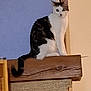 Tsuki a rejoint le concours — aidez-le/la à gagner de superbes lots ! animal, black_and_white, cat, closeup, curious, domestic, eyes, feline, fur, furniture, indoor, ledges, pet, portrait, quiet, sitting, tail, wall, whiskers, wood