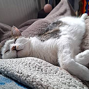 Tsuki a rejoint le concours — aidez-le/la à gagner de superbes lots ! animal, blanket, cat, closeup, comfort, cozy, cute, cute_pet, feline, fur, home, indoor, nap, pet, relaxing, rest, sleeping, soft, tabby, white