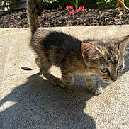 Callie joined the competition — help win amazing prizes! kitten, cat, animal, pet, outdoor, concrete, shadow, sunlight, curious, walking, feline, young, small, ears, whiskers, garden, flowers, nature, daylight, closeup