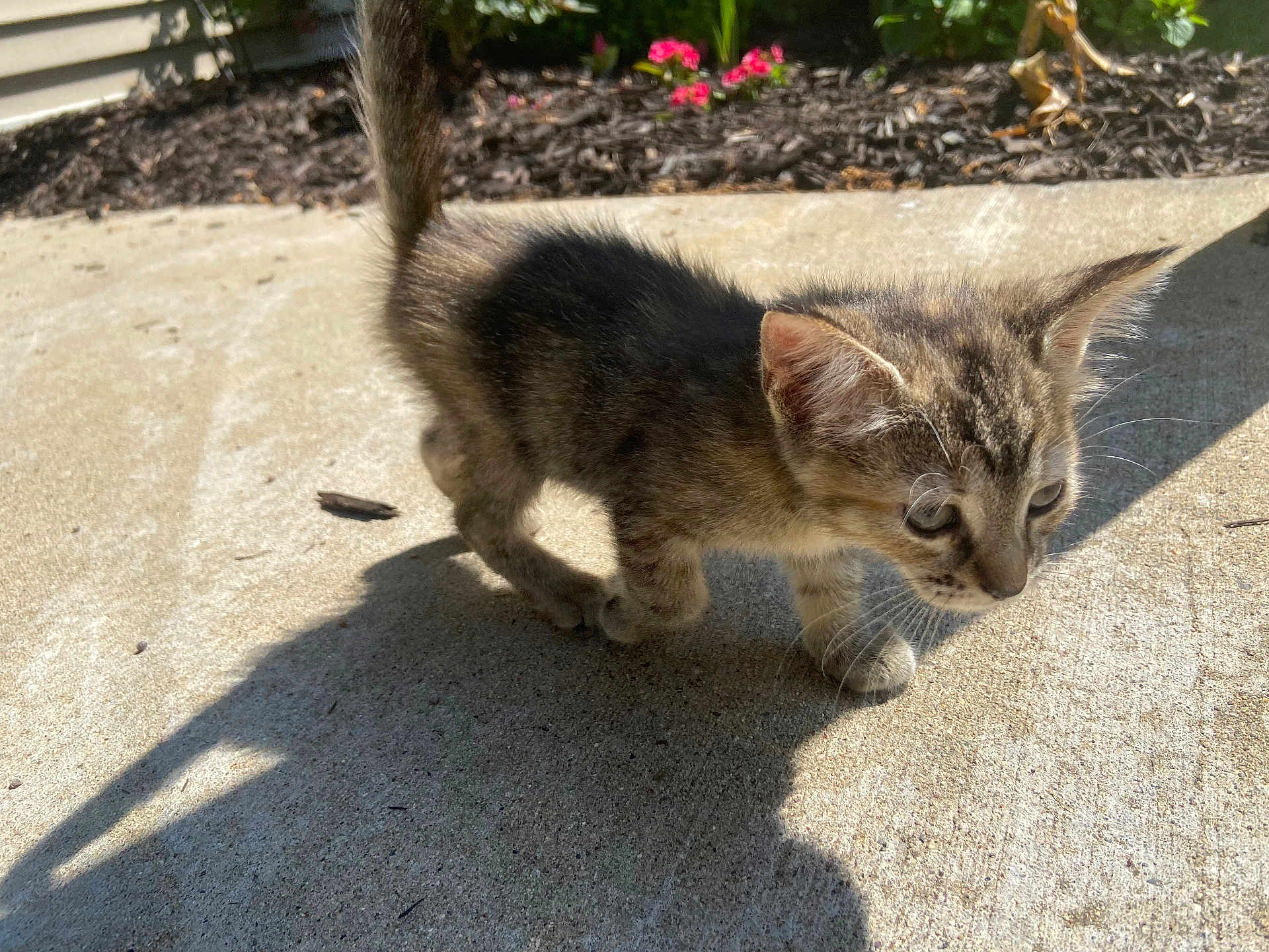 Callie