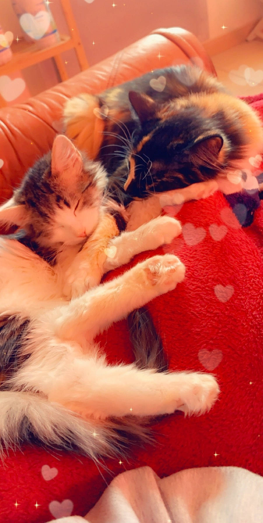 Pikatchu a rejoint le concours — aidez-le/la à gagner de superbes lots ! american_curl, carnivore, cat, claw, domestic_long_haired_cat, felidae, fur, kitten, maine_coon, mammal, norwegian_forest_cat, paw, polydactyl_cat, small_to_medium_sized_cats, whiskers