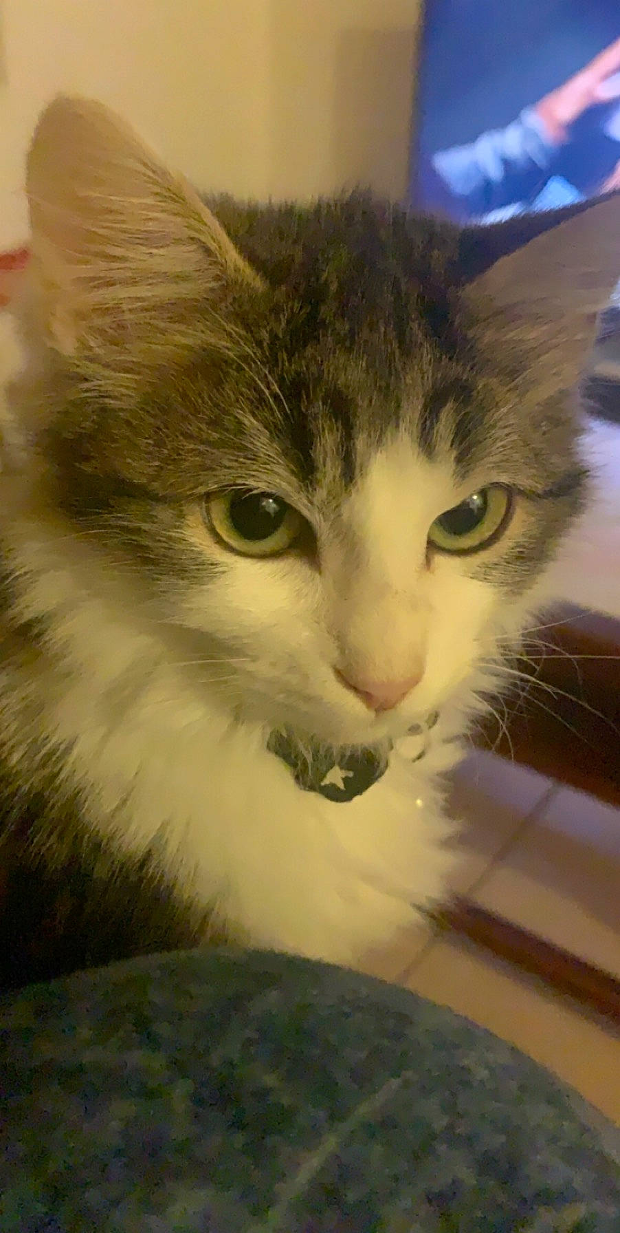 Pikatchu participe au concours pour gagner de l'argent avec cette photo : aegean_cat, american_curl, american_wirehair, carnivore, cat, cymric, domestic_long_haired_cat, domestic_short_haired_cat, european_shorthair, eye, felidae, iris, kitten, mammal, norwegian_forest_cat, ragamuffin, siberian, small_to_medium_sized_cats, snout, whiskers