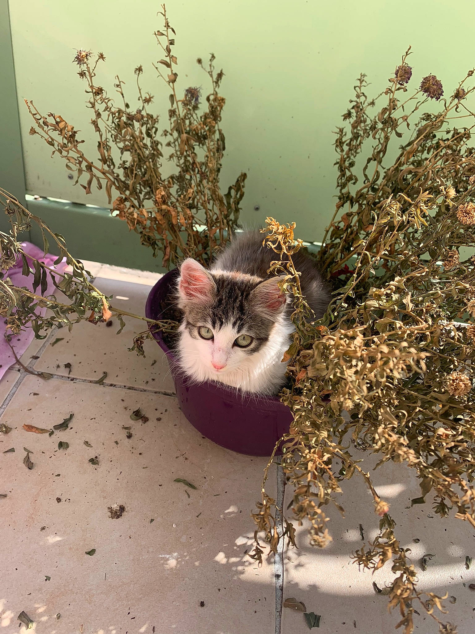 Pikatchu a rejoint le concours — aidez-le/la à gagner de superbes lots ! aegean_cat, carnivore, cat, domestic_short_haired_cat, european_shorthair, felidae, organism, plant, small_to_medium_sized_cats, whiskers