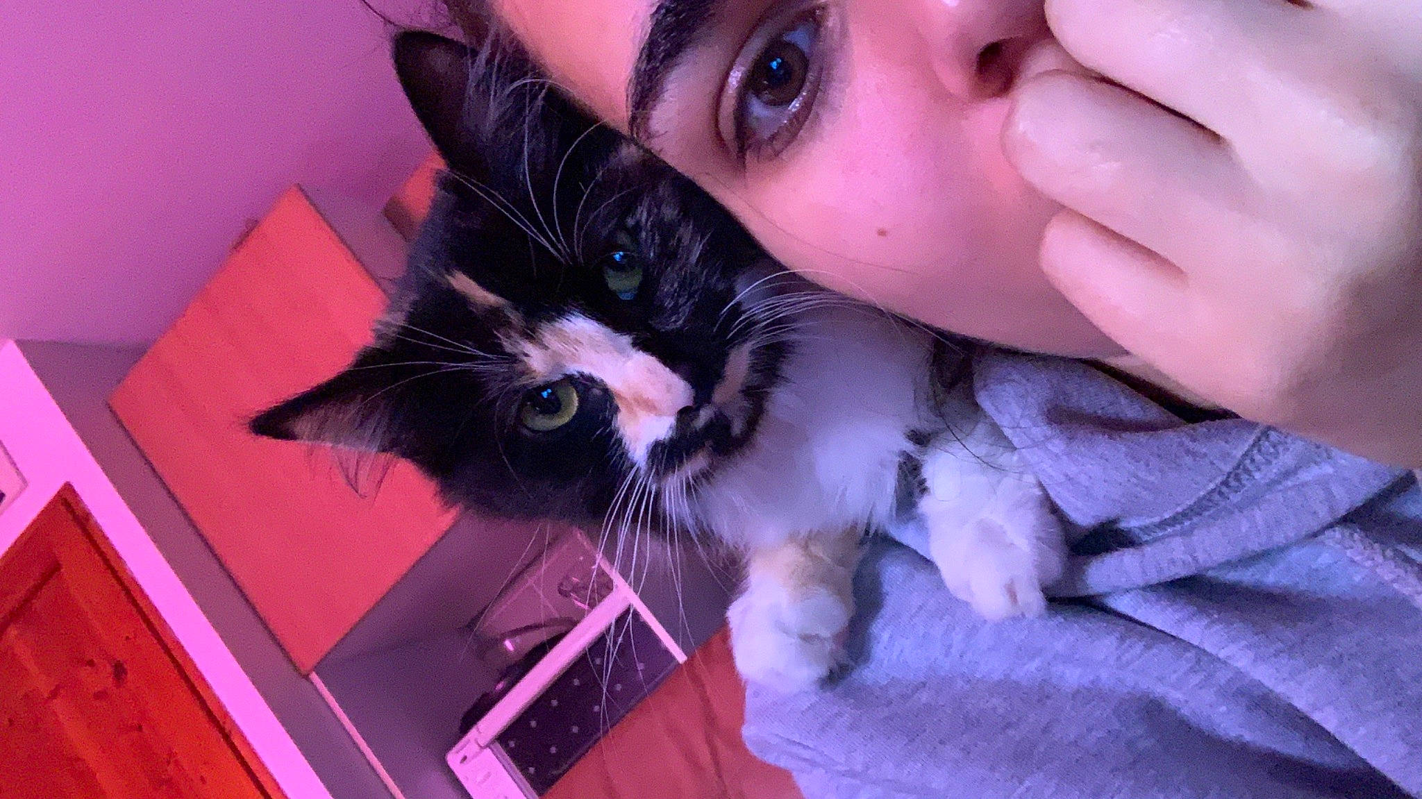 Pika a rejoint le concours — aidez-le/la à gagner de superbes lots ! black_hair, carnivore, cat, domestic_long_haired_cat, domestic_short_haired_cat, ear, eye, felidae, fur, iris, kitten, mouth, photography, pink, small_to_medium_sized_cats, whiskers