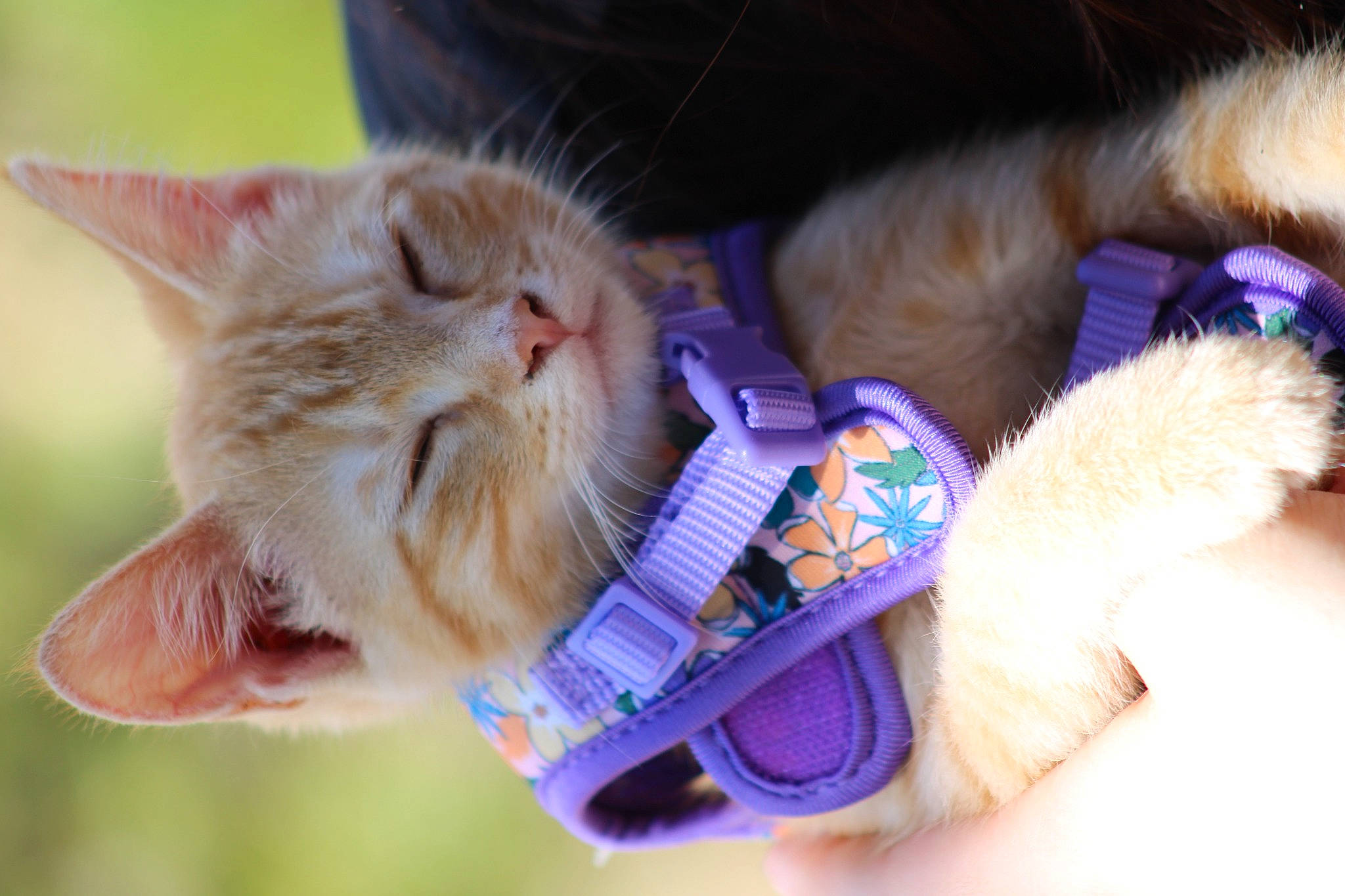 Kimmy joined the competition — help win amazing prizes! carnivore, cat, claw, collar, domestic_short_haired_cat, ear, electric_blue, fawn, felidae, fur, gesture, grass, mammal, paw, plant, small_to_medium_sized_cats, snout, tail, tree, whiskers