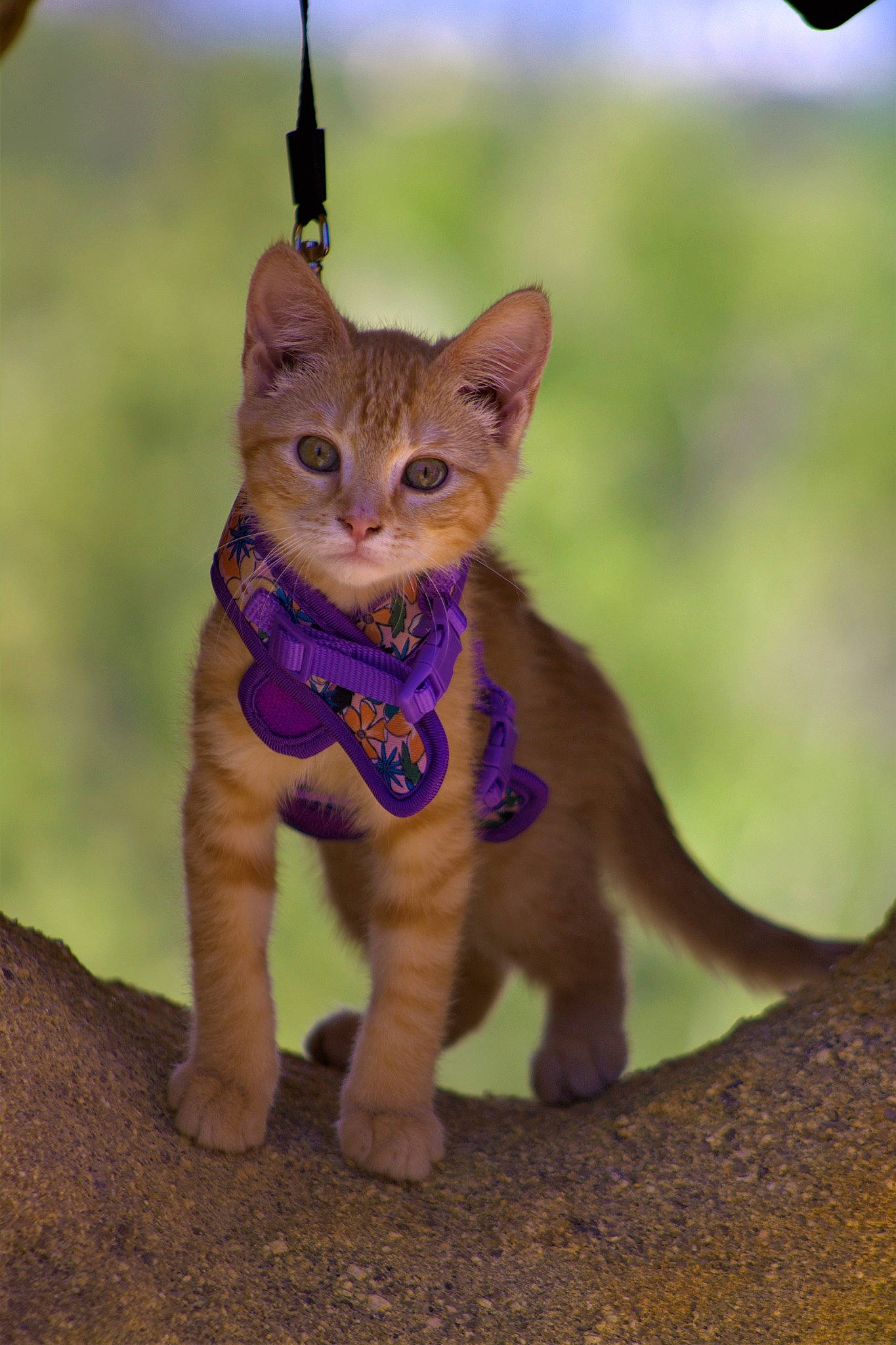 Kimmy joined the competition — help win amazing prizes! carnivore, cat, claw, electric_blue, fawn, felidae, fur, grass, sitting, small_to_medium_sized_cats, tail, terrestrial_animal, toy, whiskers, wildlife