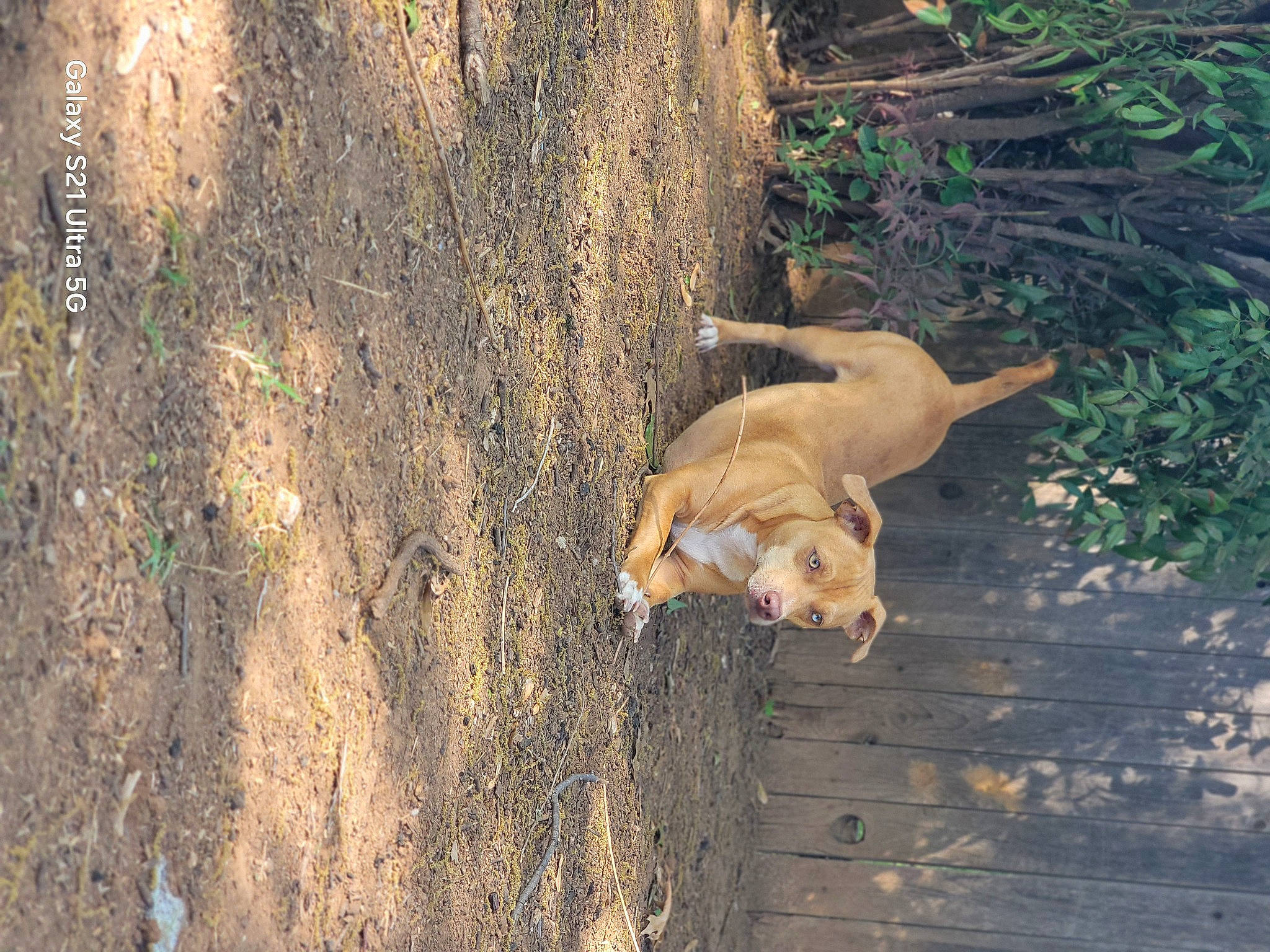 Mars joined the competition — help win amazing prizes! canidae, carnivore, companion_dog, dog, dog_breed, fawn, felidae, grass, plant, shadow, snout, soil, sporting_group, tail, terrestrial_animal, tree, trunk, wildlife, wood, working_animal