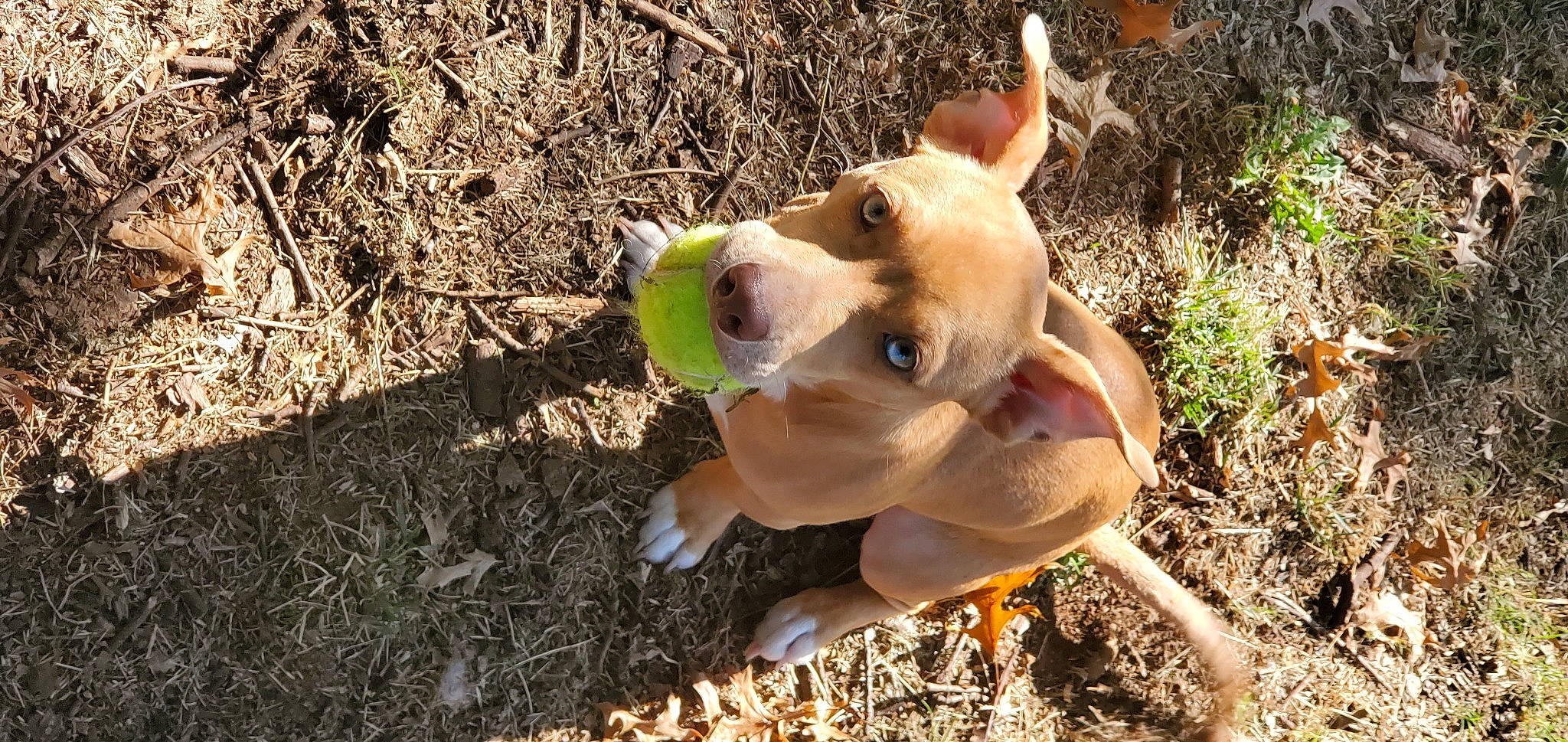 Mars is registered to the contest to win money with this photo: canidae, carnivore, collar, companion_dog, dog, dog_breed, dog_collar, dog_supply, fawn, grass, hound, non_sporting_group, plant, snout, soil, sporting_group, tail, terrestrial_animal, whiskers, working_animal