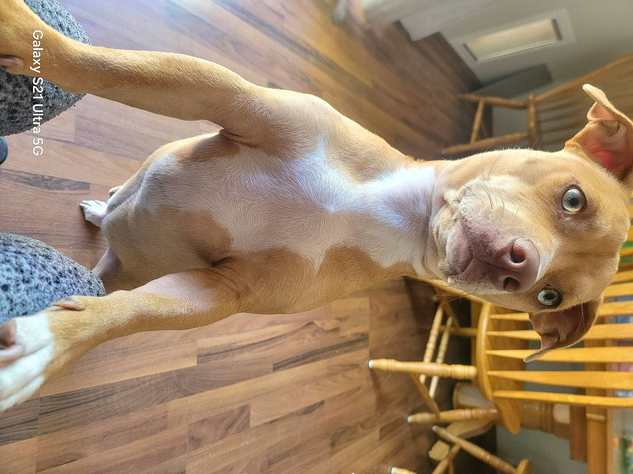 Mars is registered to the contest to win money with this photo: art, carnivore, fawn, fur, hood, landscape, metal, snout, terrestrial_animal, whiskers, wildlife, wood, working_animal