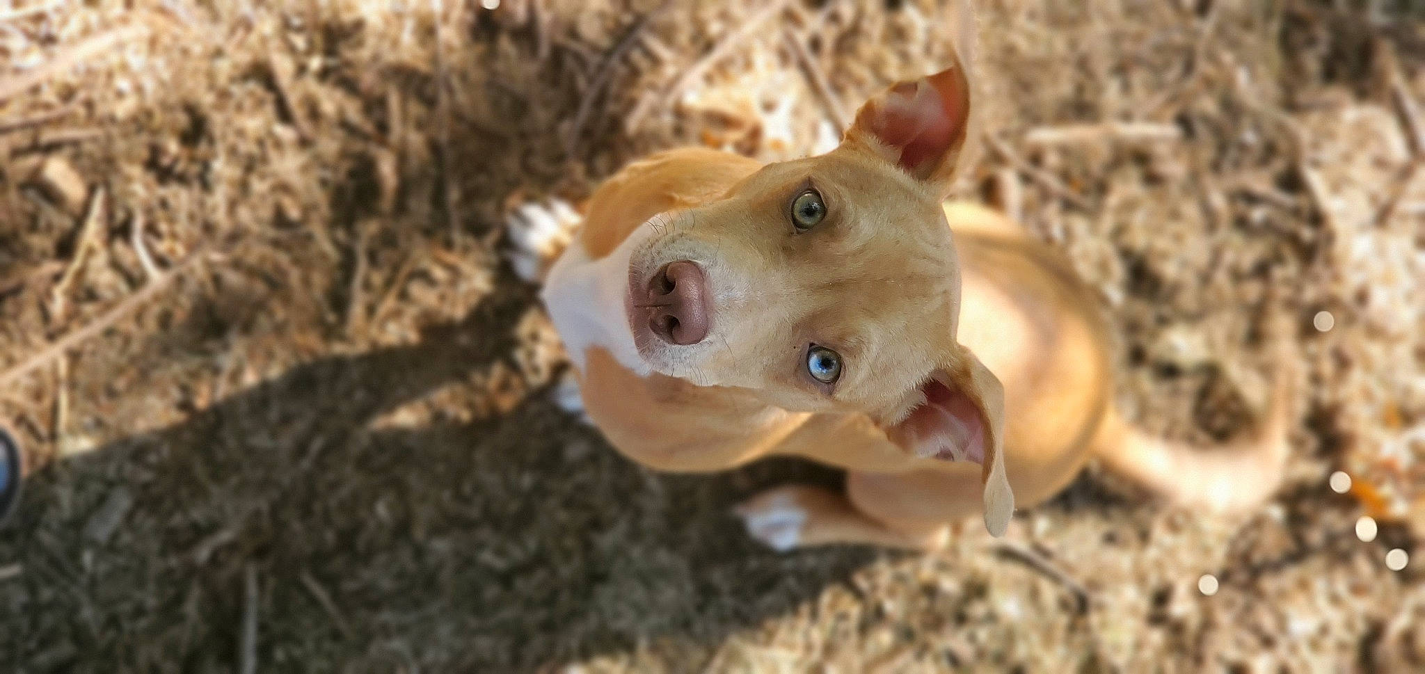 Mars joined the competition — help win amazing prizes! canidae, carnivore, companion_dog, dog, dog_breed, eye, grass, liver, livestock, soil, sporting_group, terrestrial_animal, toy, whiskers, wood, working_animal