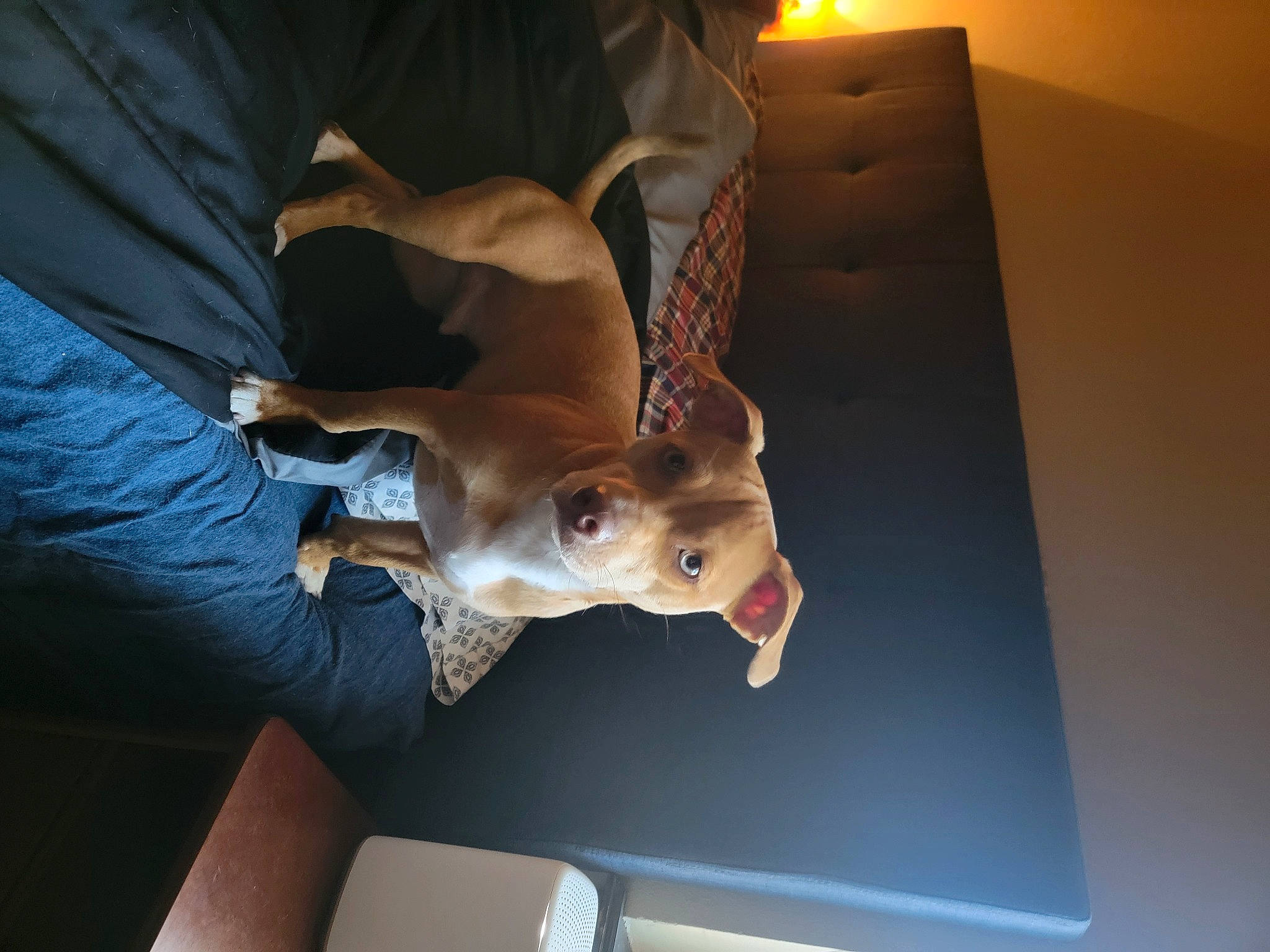 Mars is registered to the contest to win money with this photo: canidae, carnivore, companion_dog, dog, dog_breed, ear, elbow, fawn, fun, knee, non_sporting_group, sporting_group, wood, working_animal