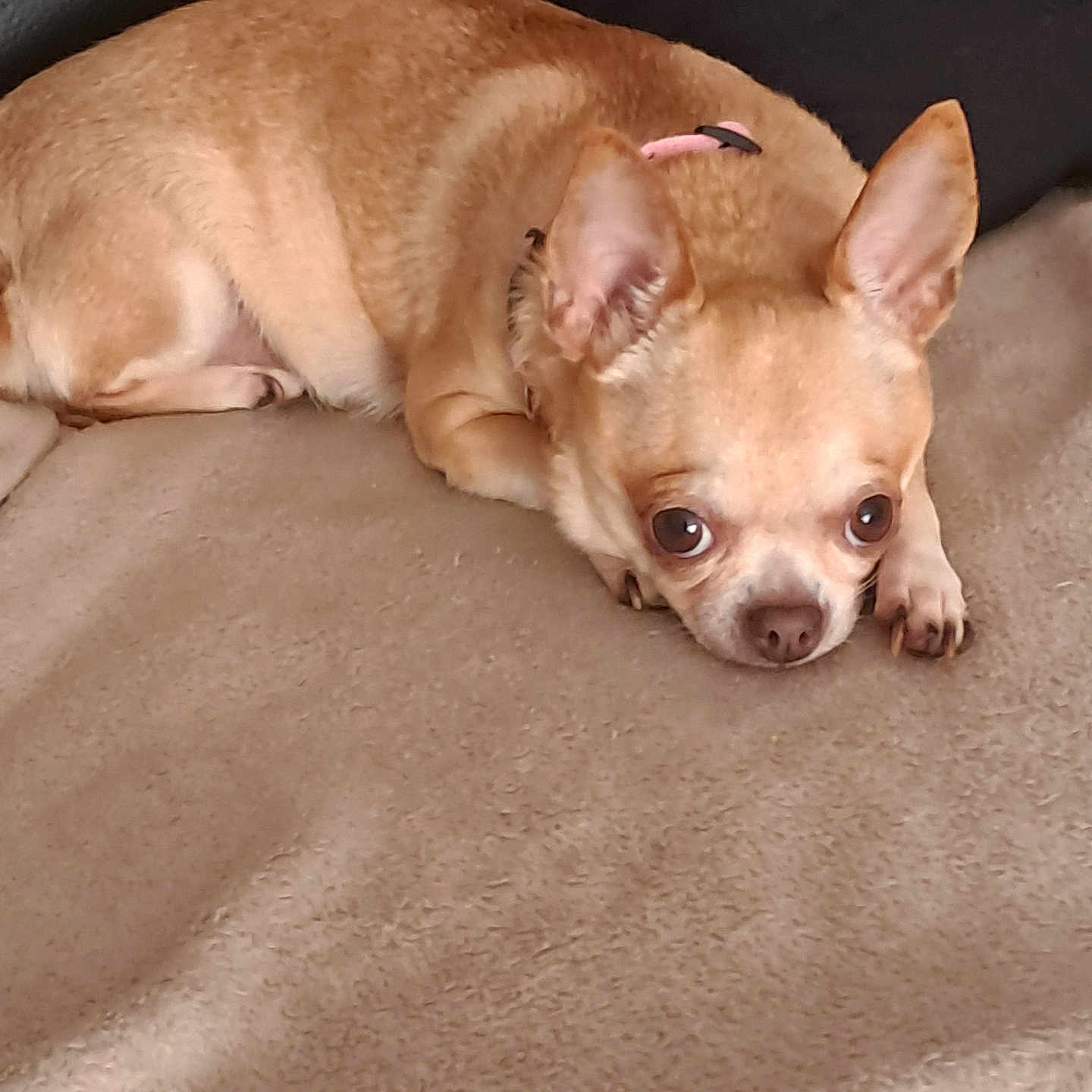 Musly participe au concours pour gagner de l'argent avec cette photo : animal, blanket, canine, collar, companion, cozy, cute, dog, ears, eyes, fur, indoor, lying_down, nose, pet, relaxed, resting, small_dog, soft_texture, tan_dog
