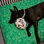 dog, black_dog, soccer_ball, cushion, green_pattern, radiator, indoor, resting, pet, animal, floor, relaxed, toy, domestic, comfort, sleepy, side_view, bedroom, quiet, home