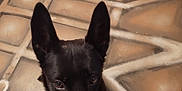 Snooky participe au concours pour gagner de l'argent avec cette photo : dog, black_dog, ears, floor, tile_floor, geometric_pattern, pet, animal, looking_up, indoor, brown_tones, curious, canine, fur, snout, close_up, domestic_animal, portrait, brown_eyes, shadow