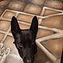 dog, black_dog, ears, floor, tile_floor, geometric_pattern, pet, animal, looking_up, indoor, brown_tones, curious, canine, fur, snout, close_up, domestic_animal, portrait, brown_eyes, shadow