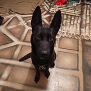 Snooky a rejoint le concours — aidez-le/la à gagner de superbes lots ! dog, black_dog, pet, indoor, floor_pattern, ears, looking_up, animal, curious, sitting, household, brown_floor, tile_pattern, floor, background_objects, red_bag, wooden_furniture, radiator, cozy, attention
