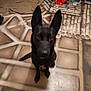 dog, black_dog, pet, indoor, floor_pattern, ears, looking_up, animal, curious, sitting, household, brown_floor, tile_pattern, floor, background_objects, red_bag, wooden_furniture, radiator, cozy, attention