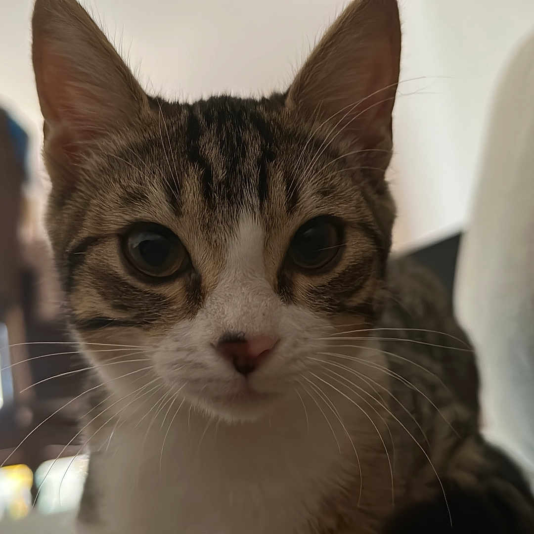 Lylo participe au concours pour gagner de l'argent avec cette photo : abyssinian, animal, architecture, armchair, building, cat, chair, couch, cushion, egyptiancat, furniture, homedecor, indoors, kitten, livingroom, manx, pet, room, shelf, siamese