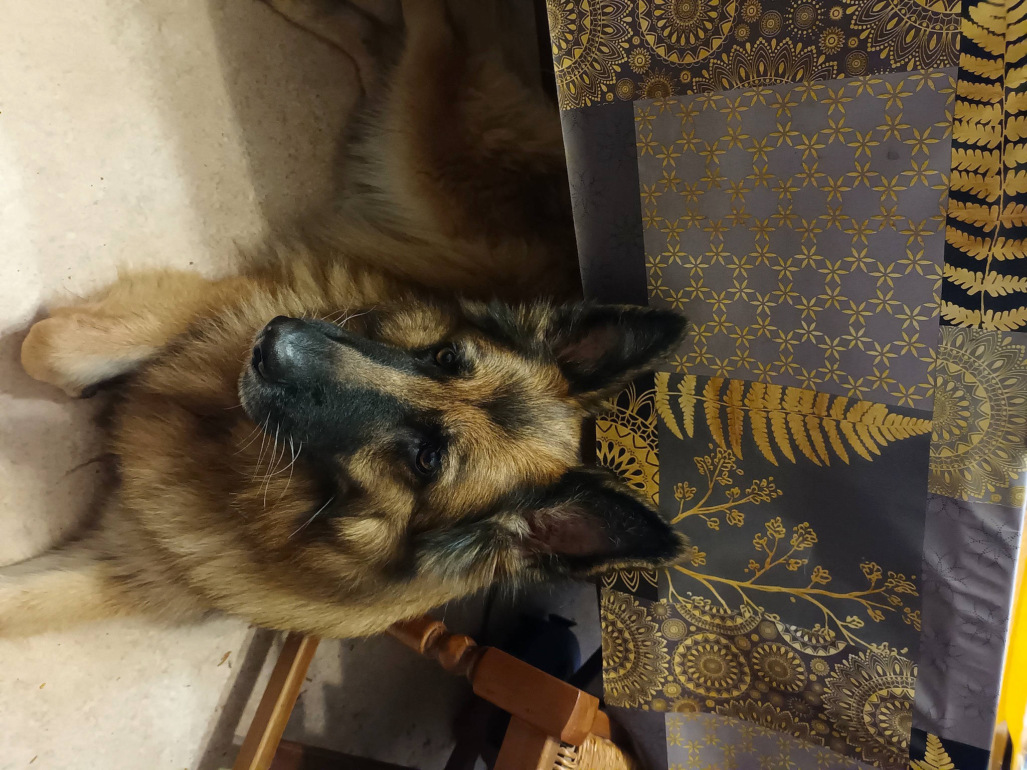 Horyane a rejoint le concours — aidez-le/la à gagner de superbes lots ! art, carnivore, claw, comfort, companion_dog, dog, dog_breed, ear, fawn, felidae, flooring, foot, fur, pattern, paw, snout, sporting_group, whiskers, wood, working_animal