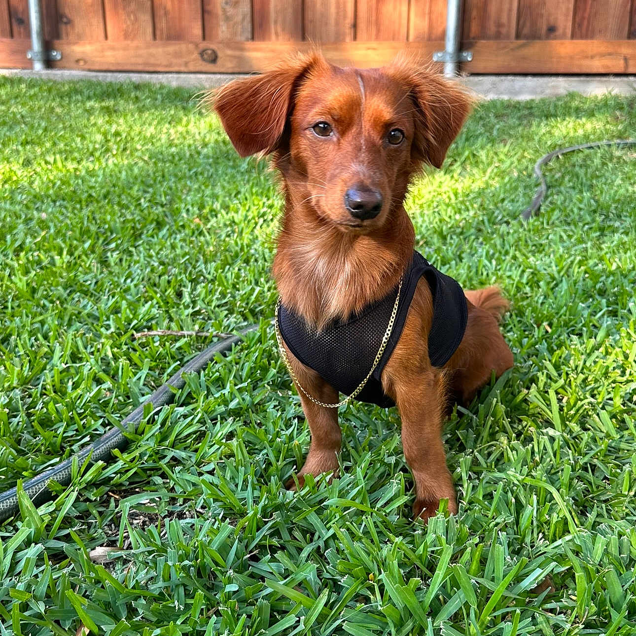 Charlie joined the competition — help win amazing prizes! accessories, animal, architecture, backyard, building, canine, dog, fence, grass, lawn, nature, outdoors, pet, plant, puppy, shelter, strap, summer, wood, yard