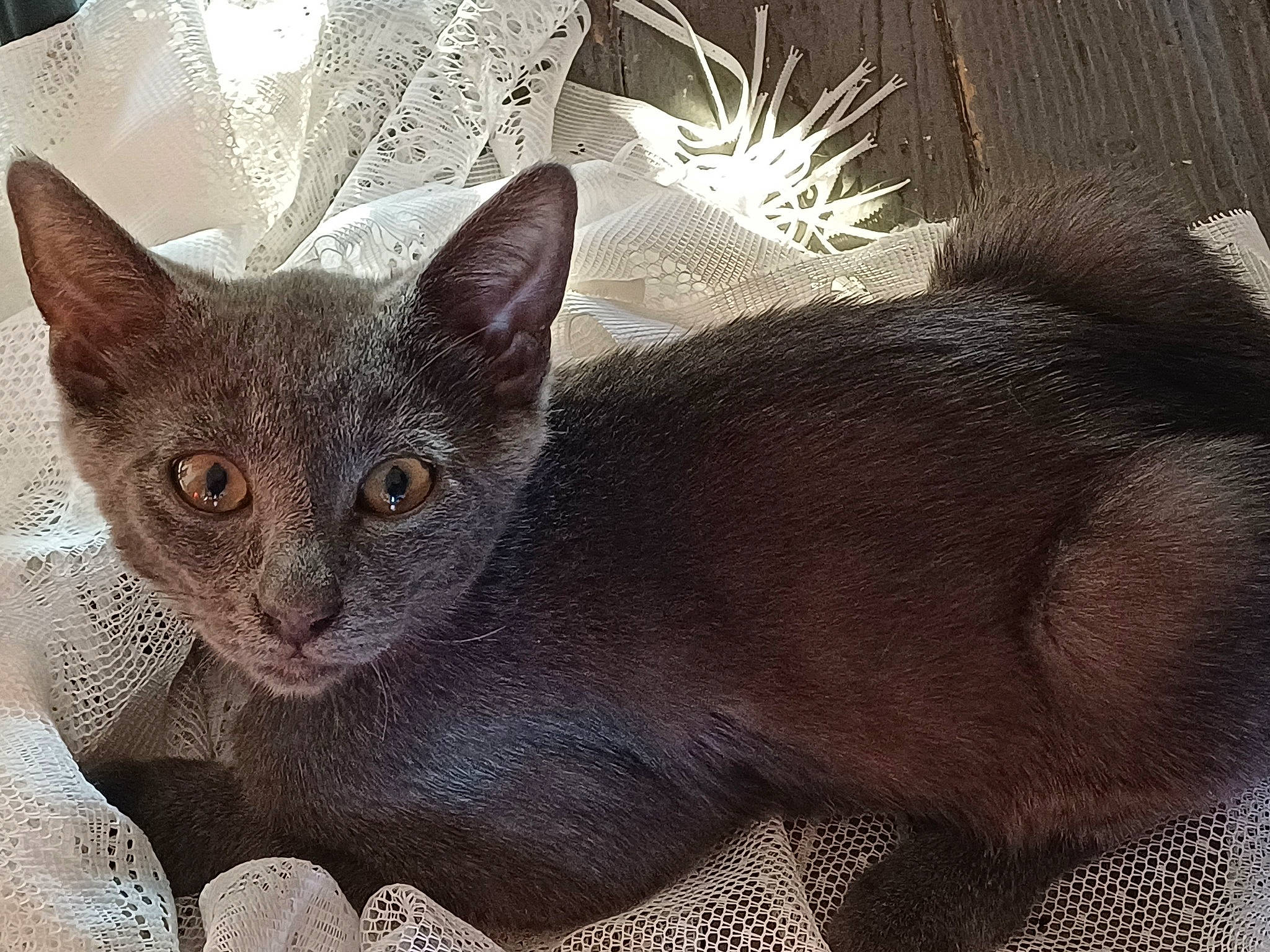 Ouragan participe au concours pour gagner de l'argent avec cette photo : carnivore, cat, domestic_short_haired_cat, felidae, fur, russian_blue, small_to_medium_sized_cats, snout, terrestrial_animal, whiskers, window