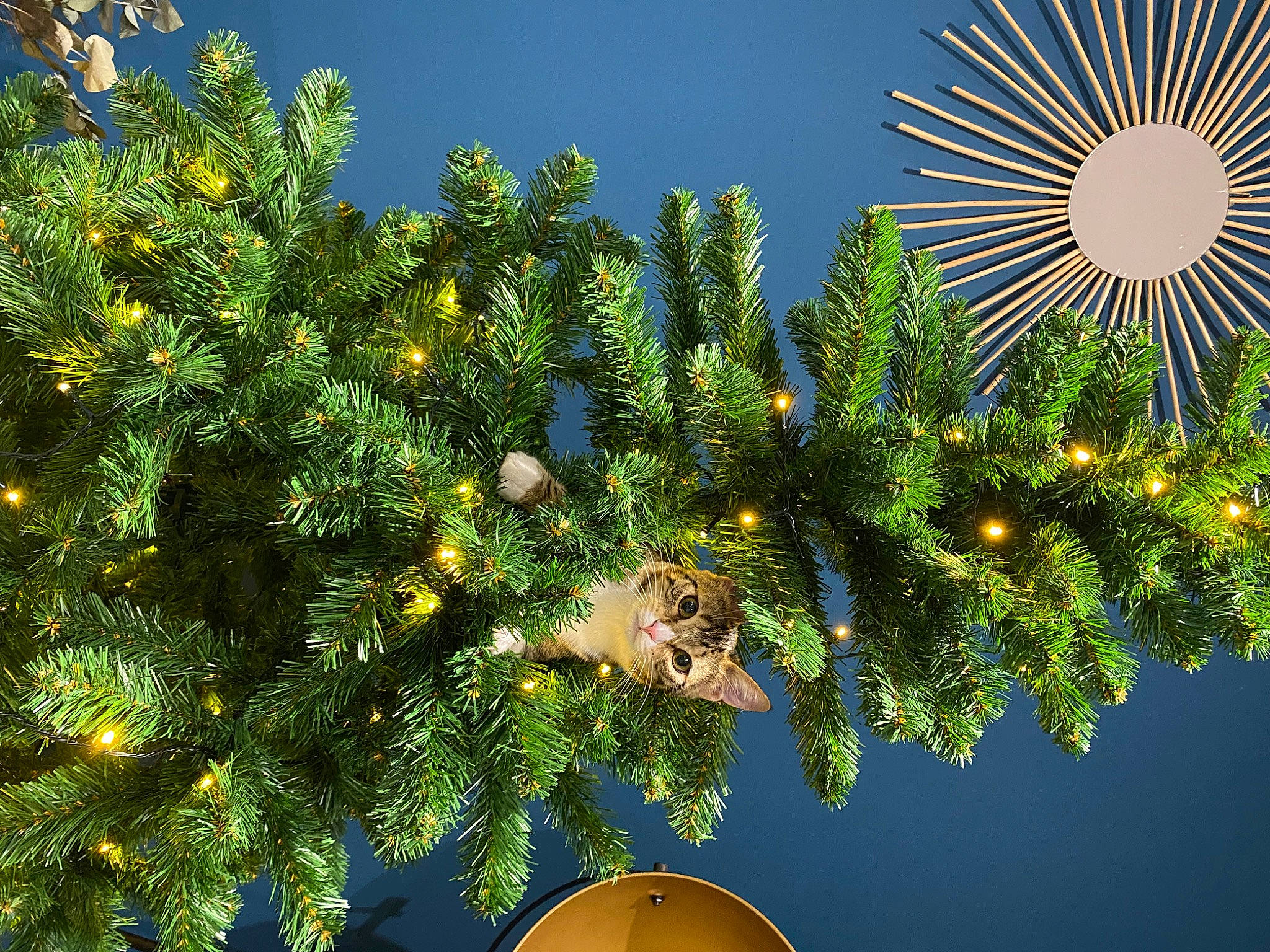 Cali a rejoint le concours — aidez-le/la à gagner de superbes lots ! art, biome, christmas, christmas_decoration, christmas_ornament, christmas_tree, conifer, event, evergreen, holiday, holiday_ornament, light, ornament, plant, pole, sky, terrestrial_plant, tree, vegetation, woody_plant