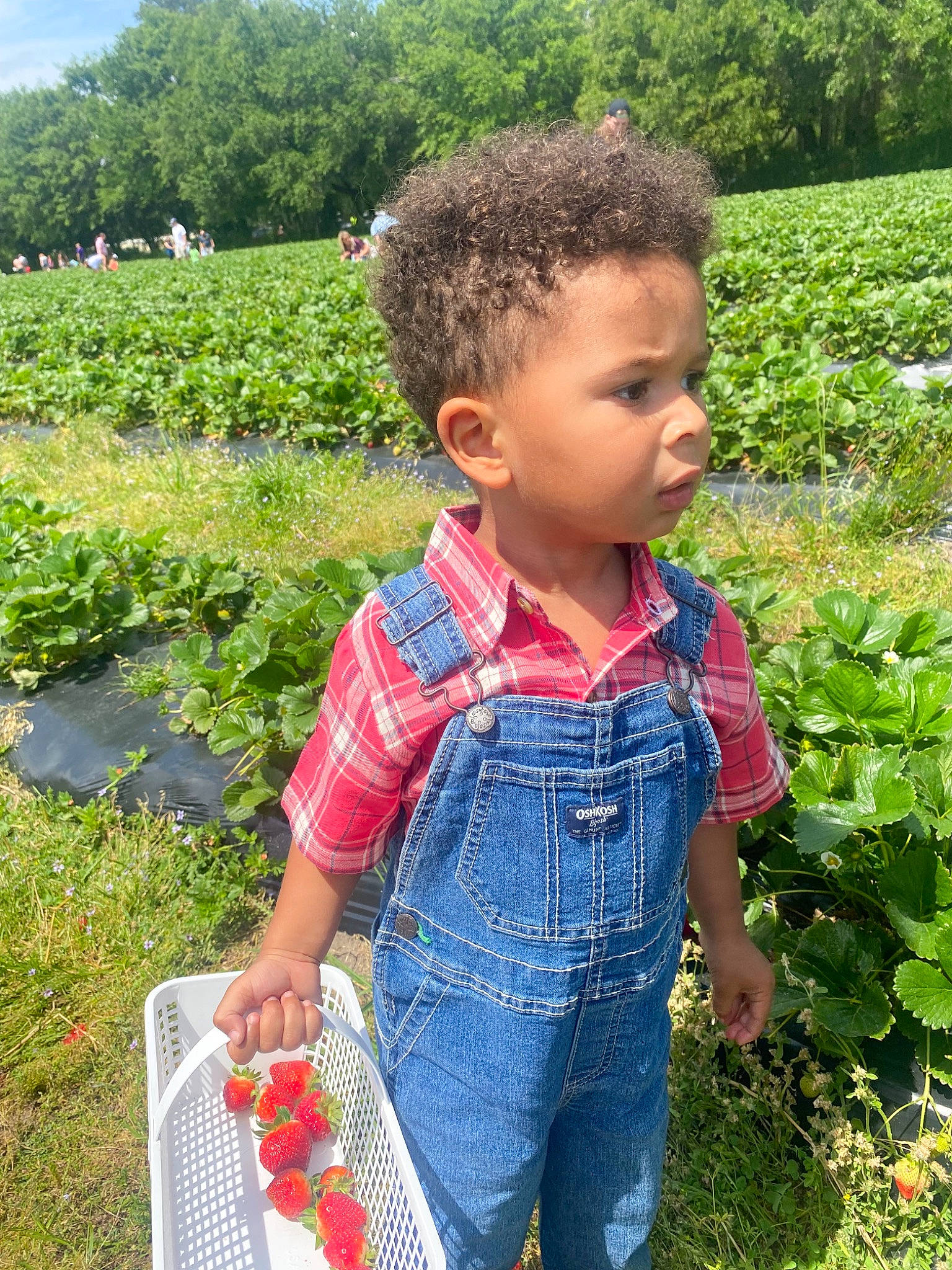 Ashton joined the competition — help win amazing prizes! adaptation, agriculture, baby_toddler_clothing, botany, child, garden, grass, grass_family, groundcover, happy, leaf, leisure, pattern, people_in_nature, person, plant, rural_area, shrub, summer, toddler