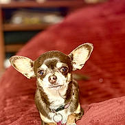 Pooch joined the competition — help win amazing prizes! dog, chihuahua, pet, animal, small_dog, brown, white, ears, collar, indoor, blanket, couch, fur, cute, portrait, looking, resting, domestic_animal, companion, canine