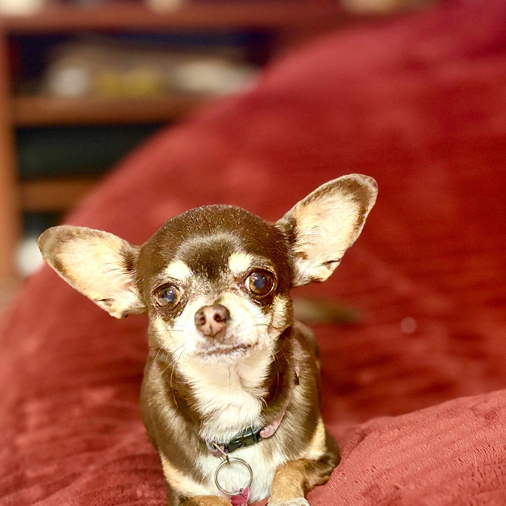 Pooch joined the competition — help win amazing prizes! animal, blanket, brown, canine, chihuahua, collar, companion, couch, cute, dog, domestic_animal, ears, fur, indoor, looking, pet, portrait, resting, small_dog, white